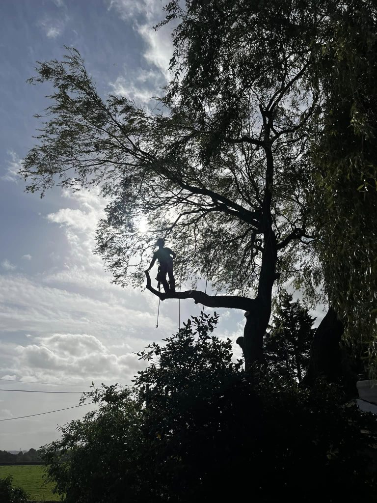 Tree Reduction Lancashire