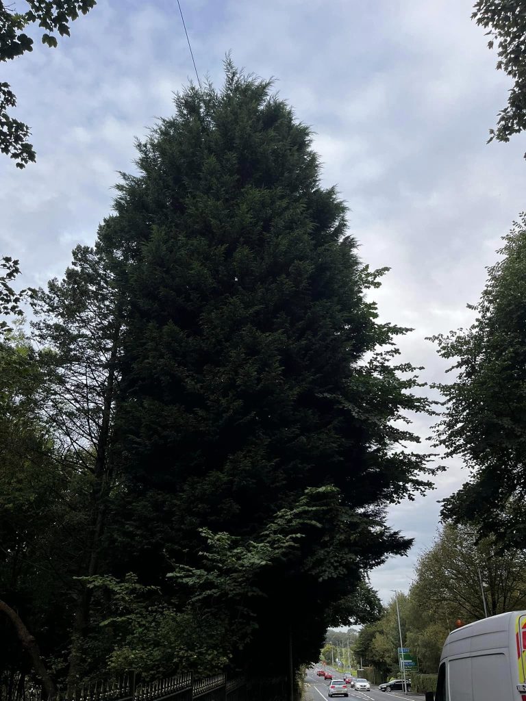 Tree Pruning Hyndburn