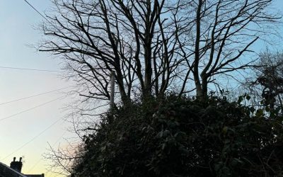 The Importance of Regular Tree Inspections: How an Arborist Can Help