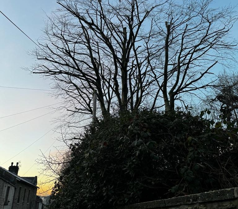 The Importance of Regular Tree Inspections: How an Arborist Can Help