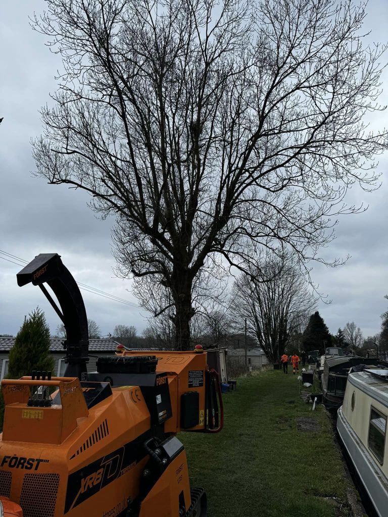 Tree Removal Blackburn
