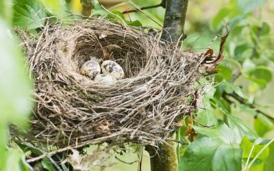 Navigating the Nesting Season