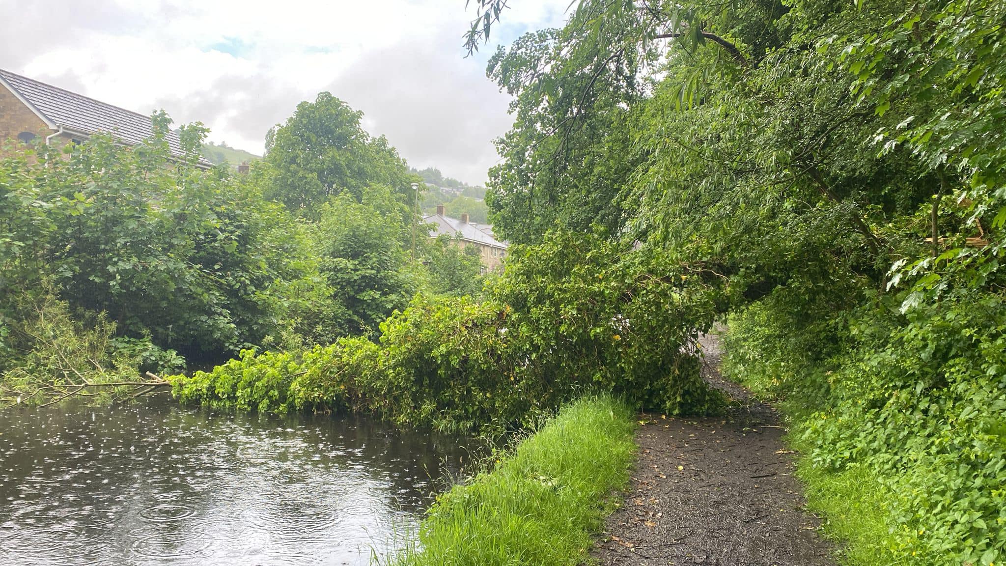 Tree Surgeons Preston