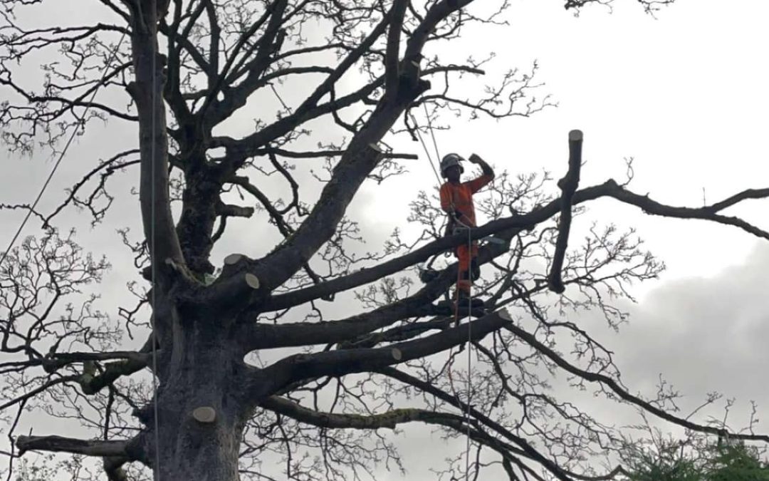 Tree Surgeons Preston