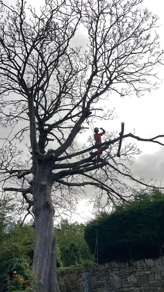 Tree Removal Preston