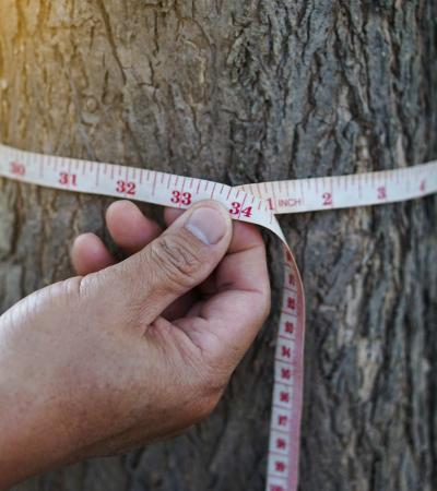 Tree Surveys