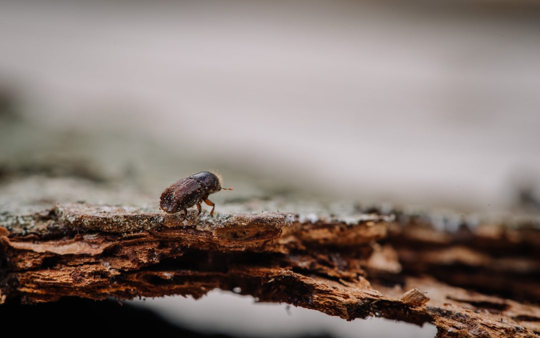 Understanding Ips Typographus: The European Spruce Bark Beetle