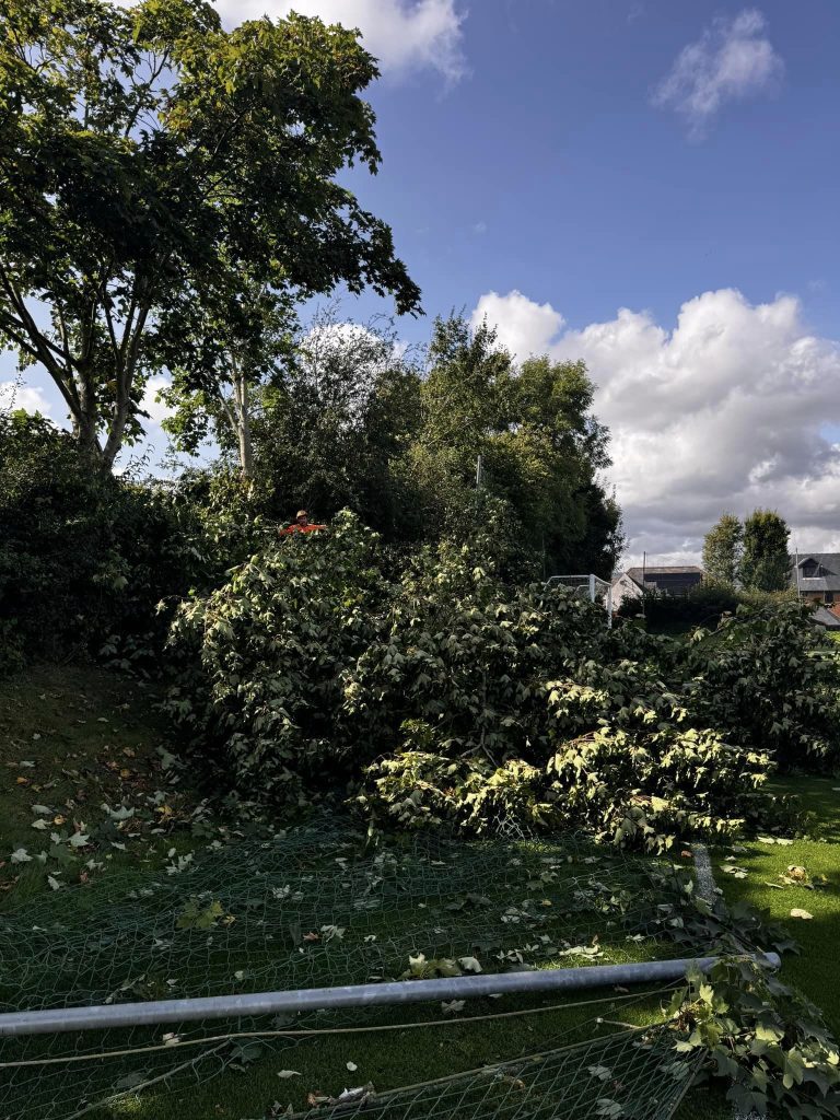 Blackpool Tree Surgeon