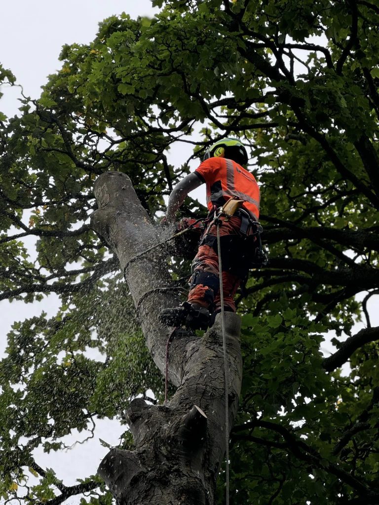 Tree Surgeon Harrogate