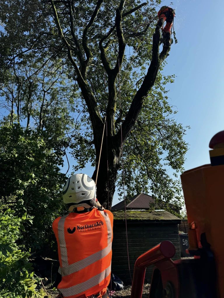 Tree Surgeons Darwen