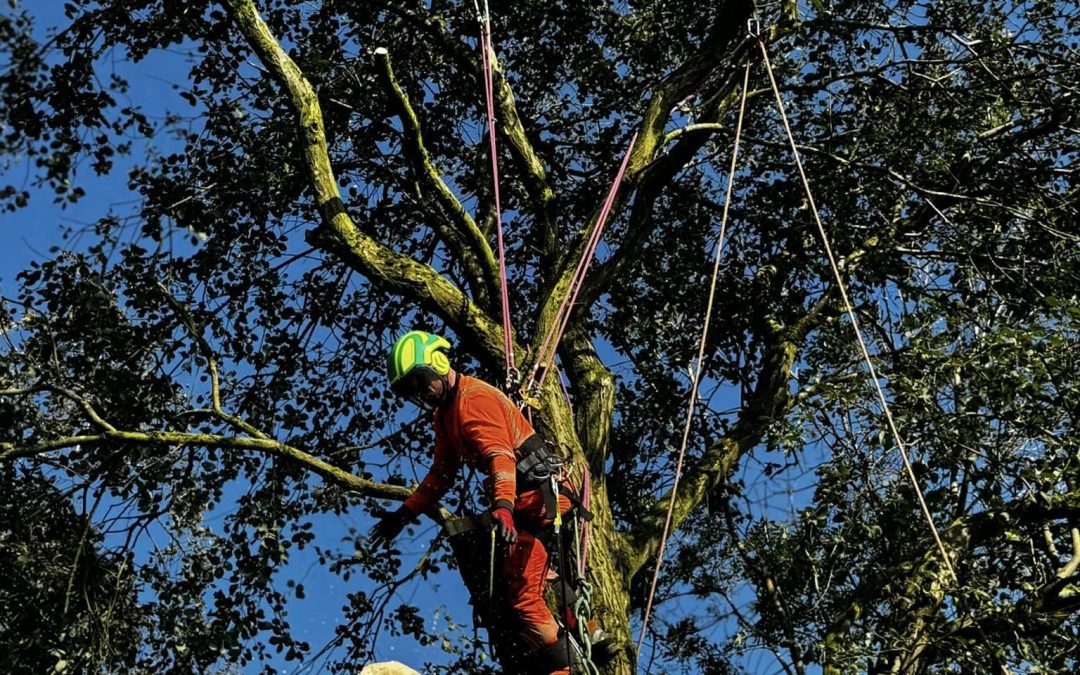 Tree workers Darwen