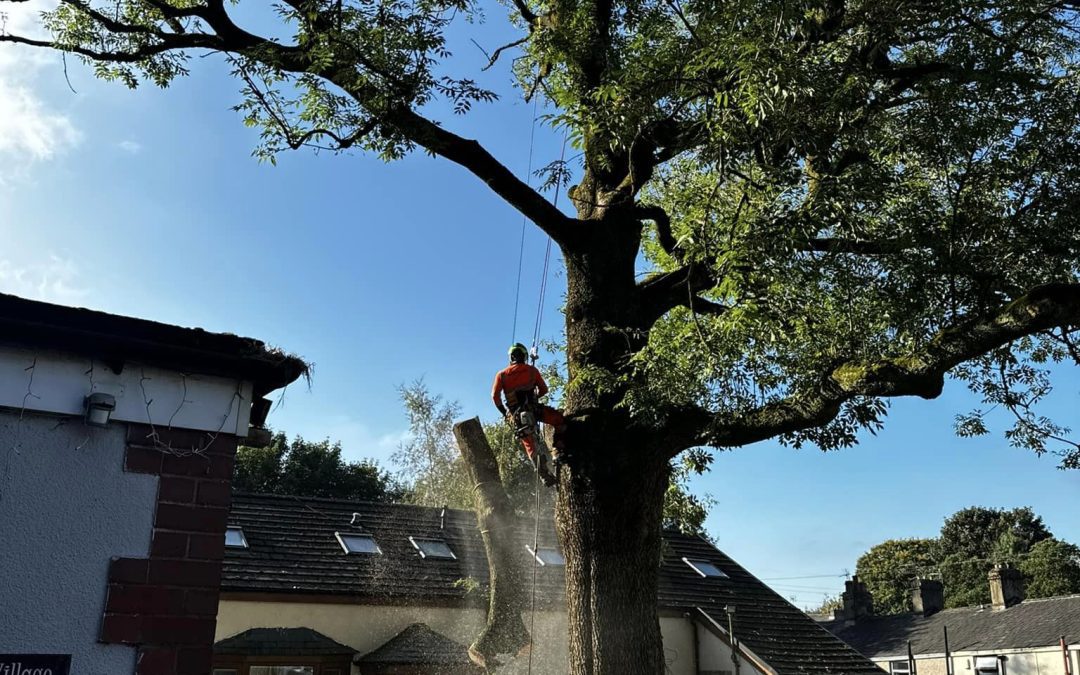 Tree Surgeons North West