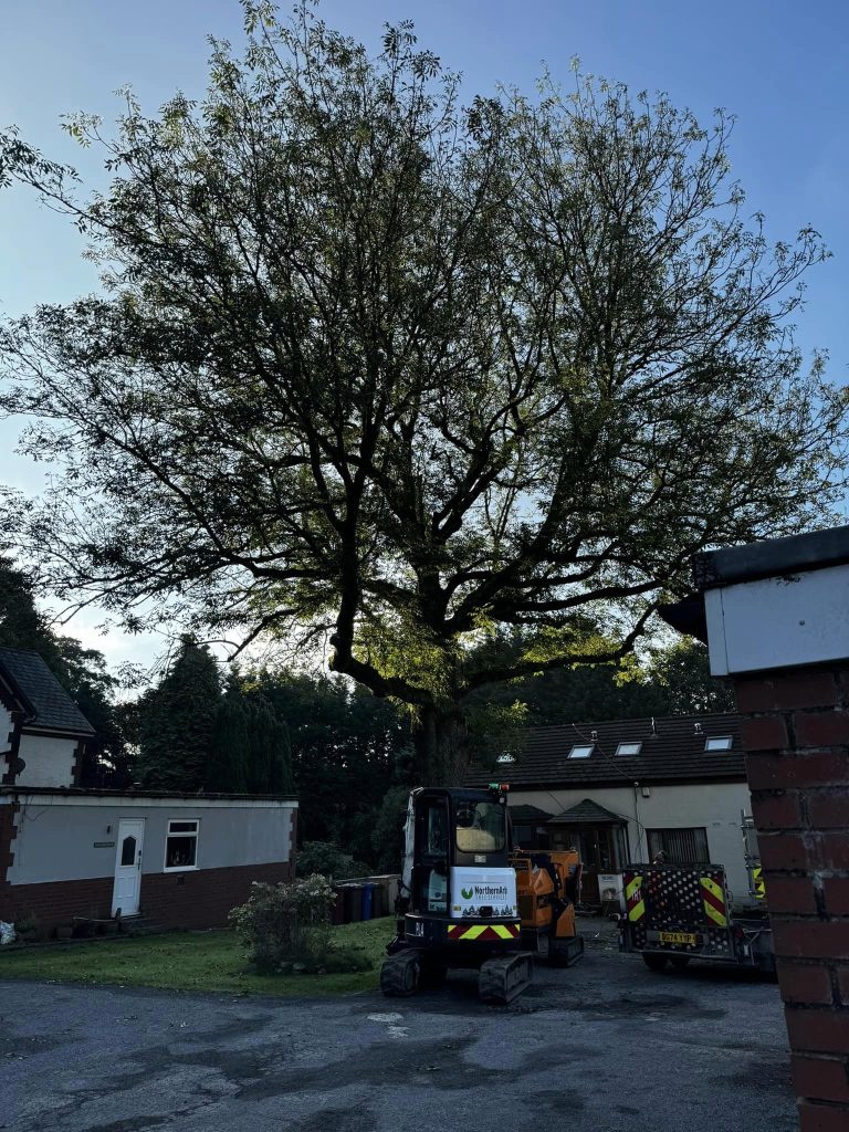 Tree Surgeons Clitheroe
