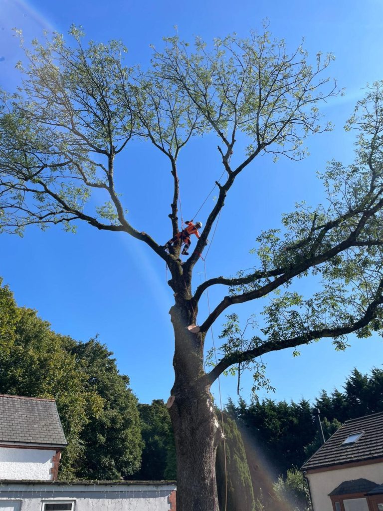 Tree Surgeons North West