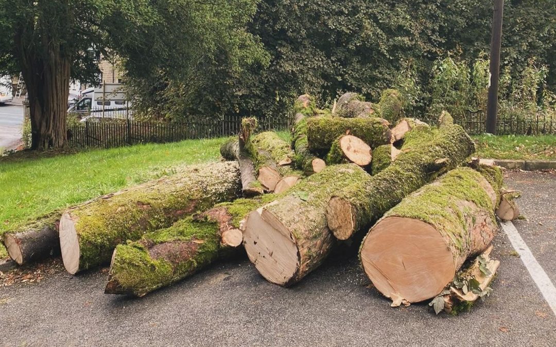 Understanding Tree Preservation Orders (TPO): Can I Cut Down a Tree?