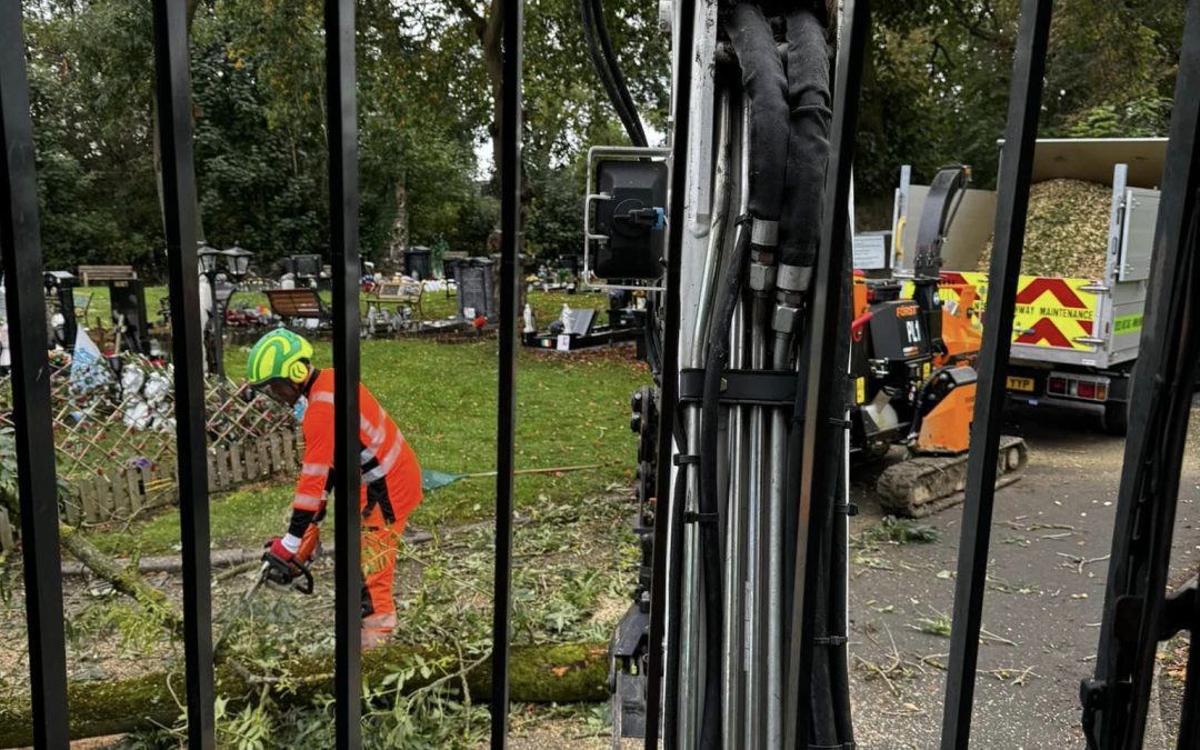 Tree Surgeons Manchester