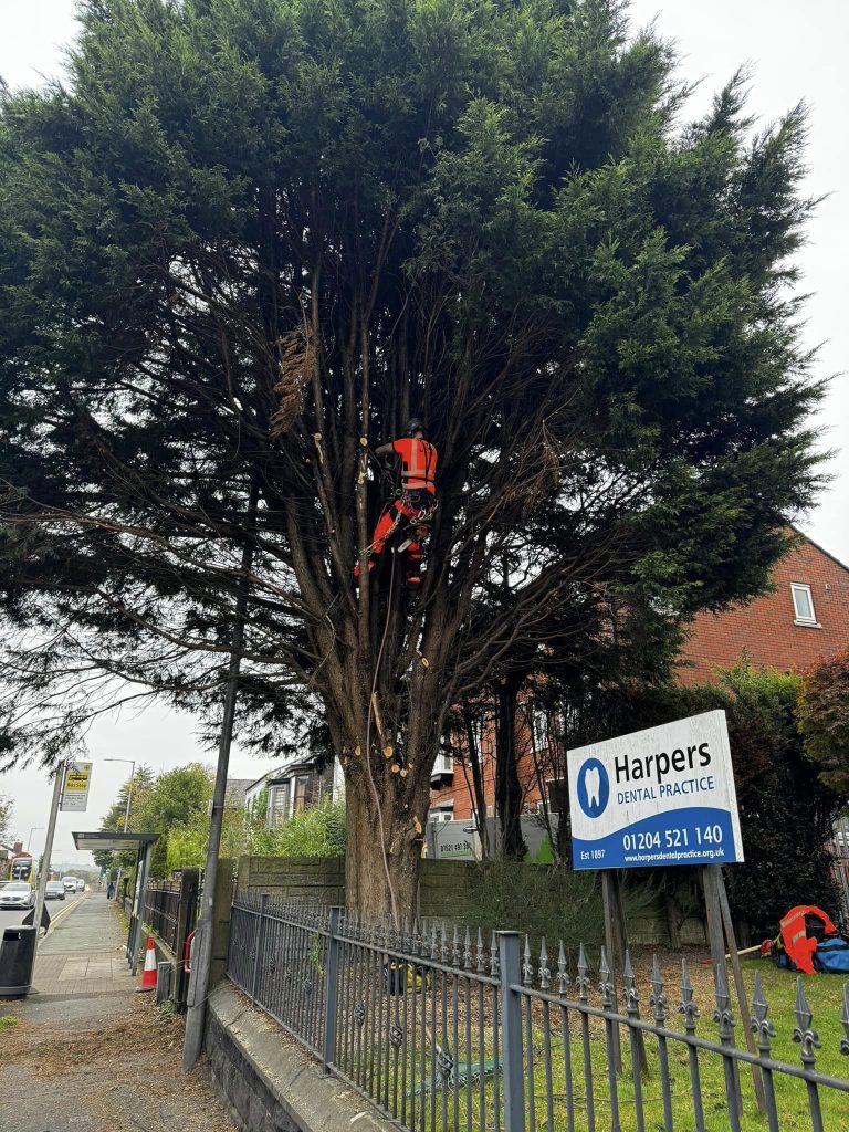 Tree Surgeon Blackburn
