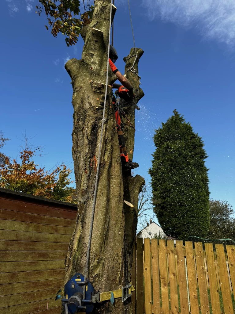 Tree Surgeons Darwen