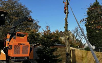 Tree Removal Darwen