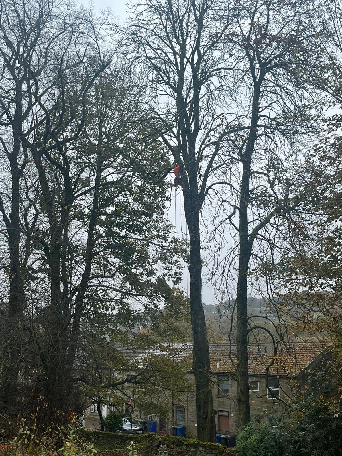 Tree Surgeon Haslingden