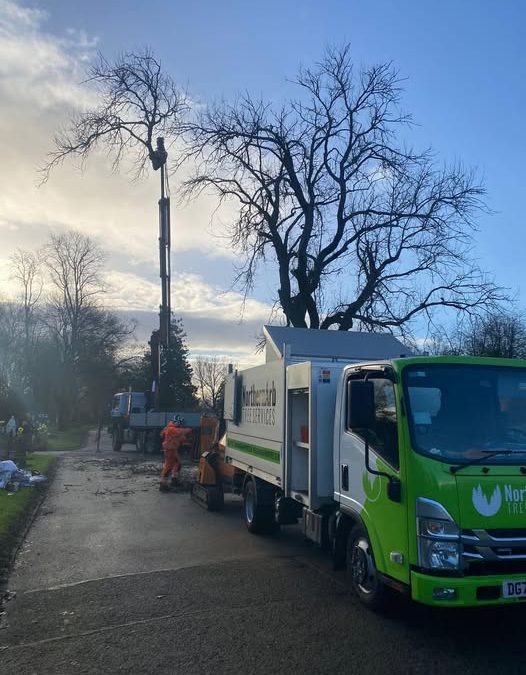 Blackburn Tree Removal