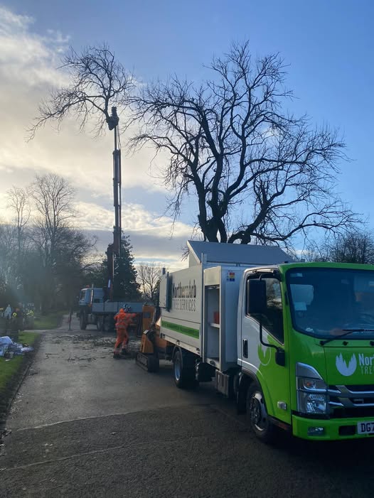 Blackburn Tree Removal