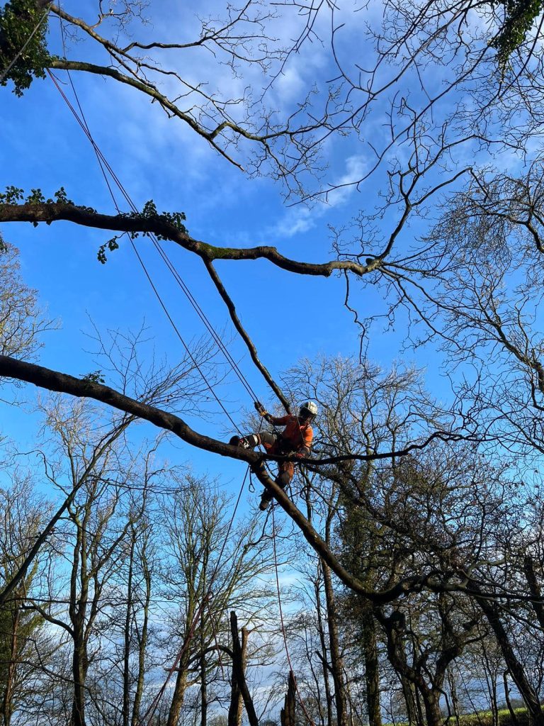 Tree Removal North West