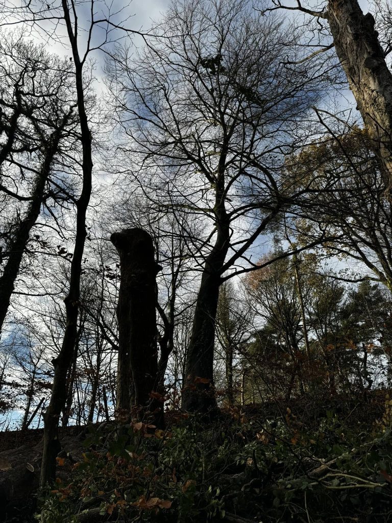 Darwen Tree Removal