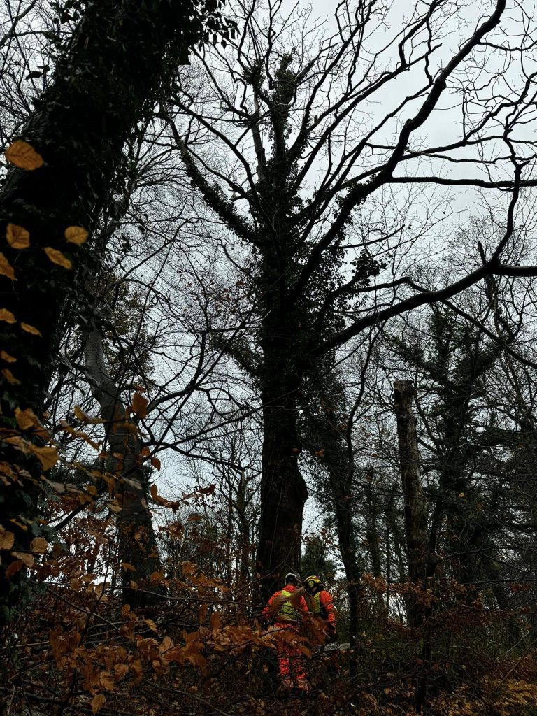 Blackburn Tree Removal