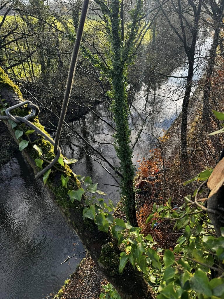 Tree Removal Darwen 