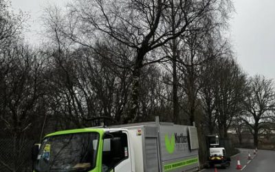 Tree Removal Lancashire