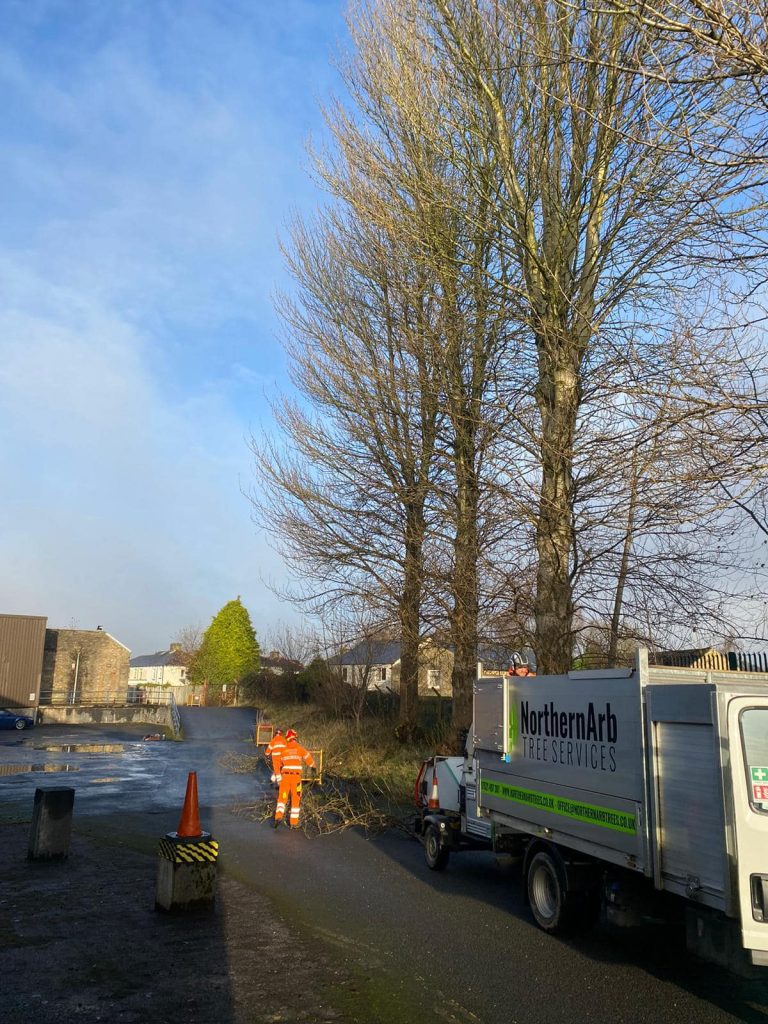 Tree Services Balckburn