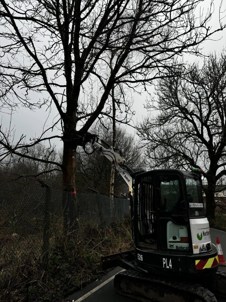 Tree Removal Lancashire