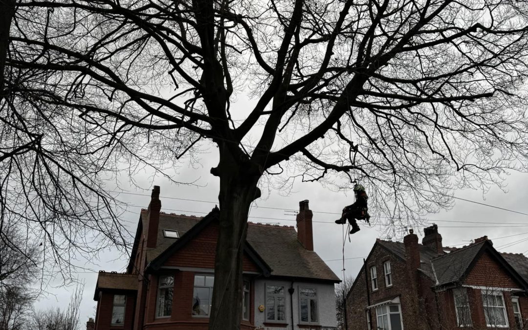 Tree Removal North West