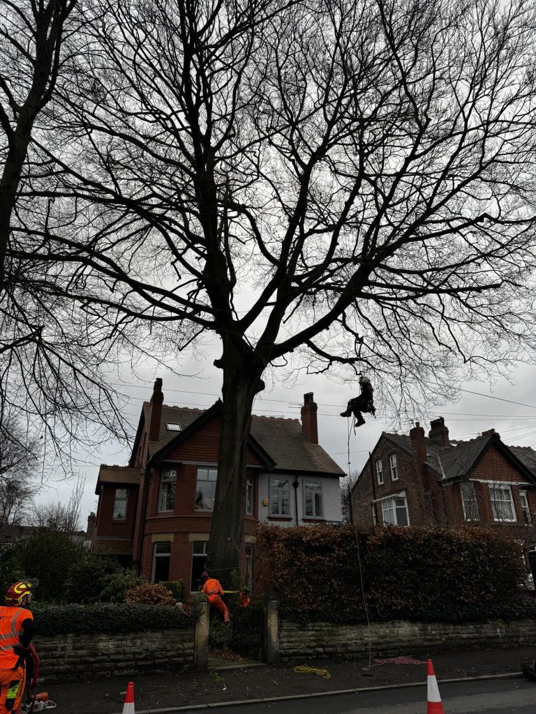 Tree Removal North West