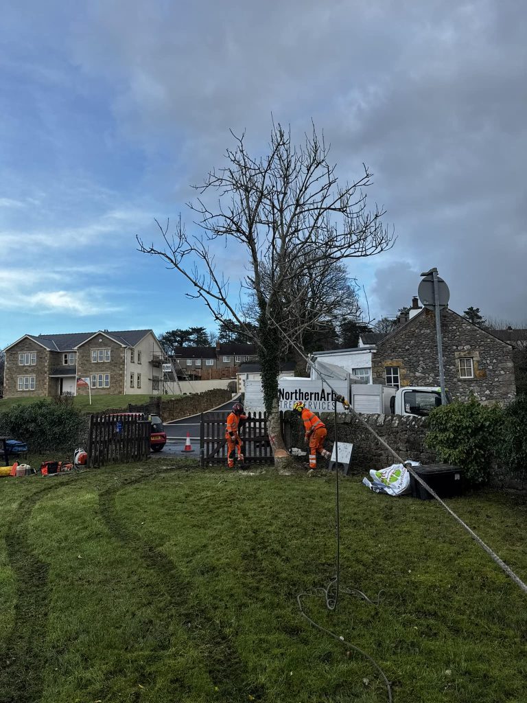 Tree Surgeon Cheshire