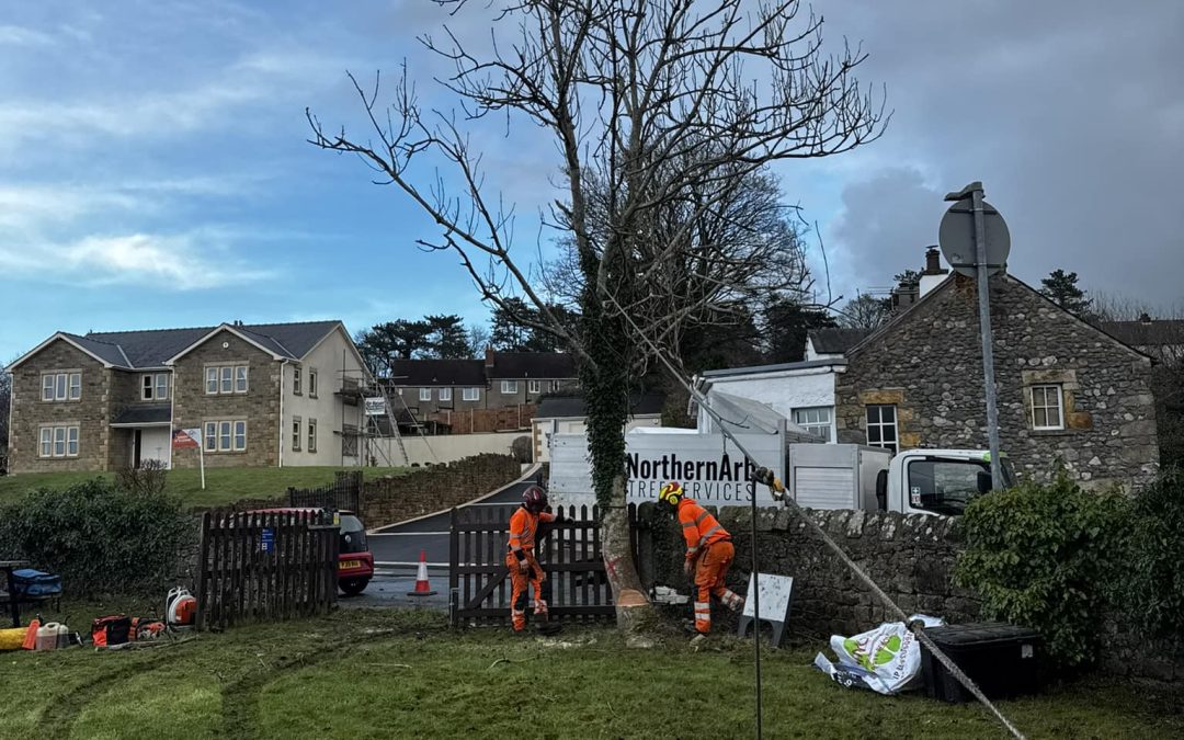 Lancashire Tree Surgeons