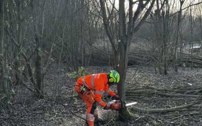 Tree Surgeons Wilpshire