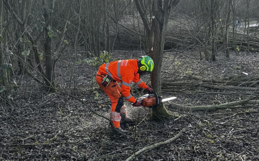 Tree Surgeons Wilpshire