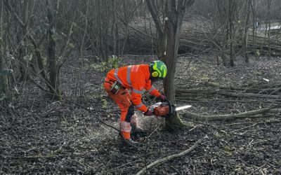 Tree Surgeons Wilpshire