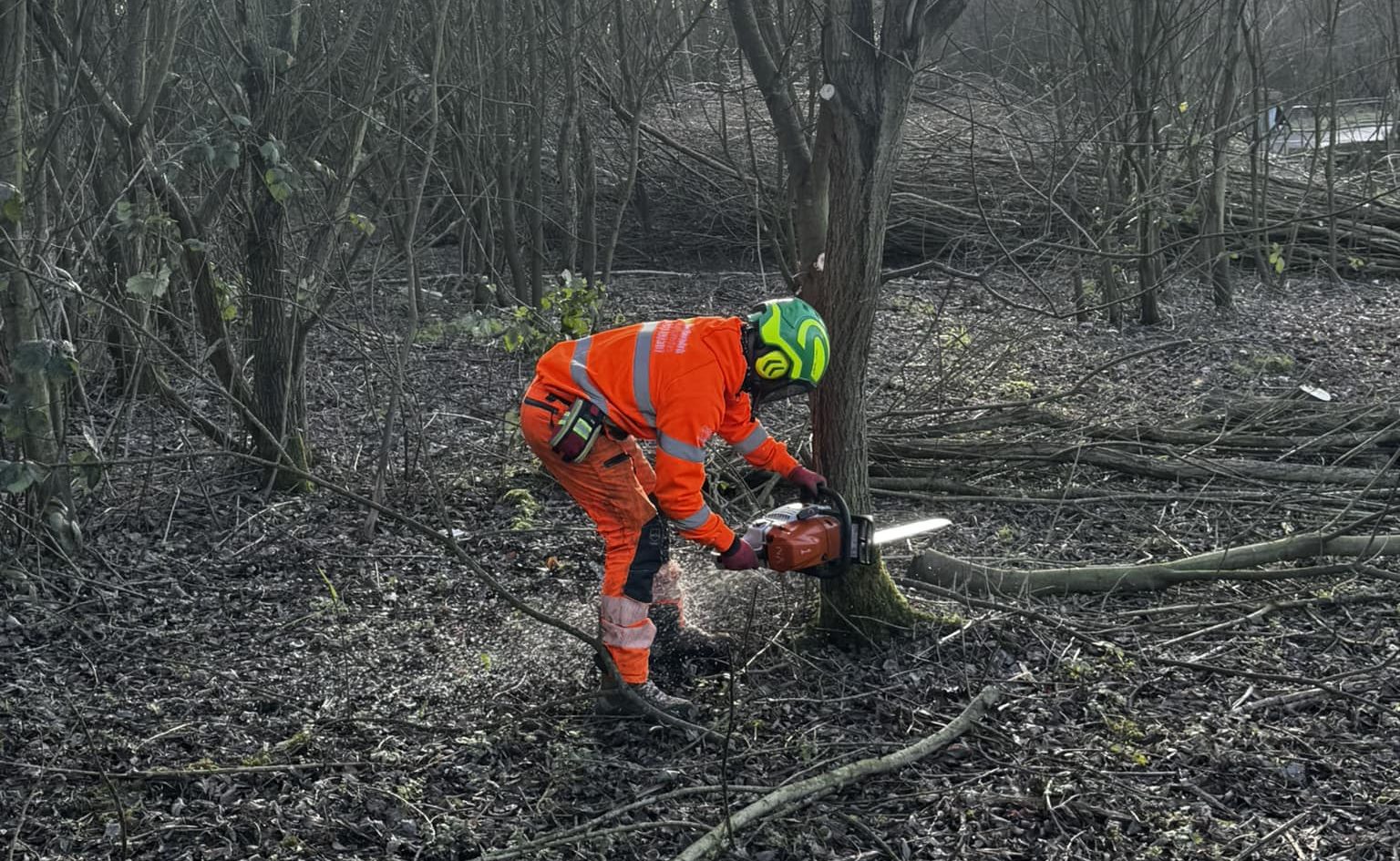 Tree Surgeons Wilpshire