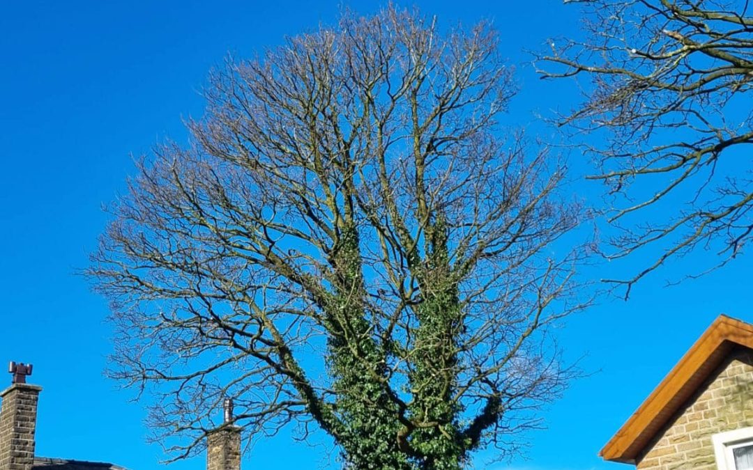 Crown Reduction Darwen