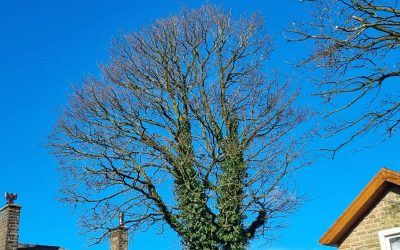 Crown Reduction Darwen