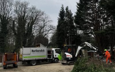 How to Protect Your Trees from Autumn Storms in Blackburn