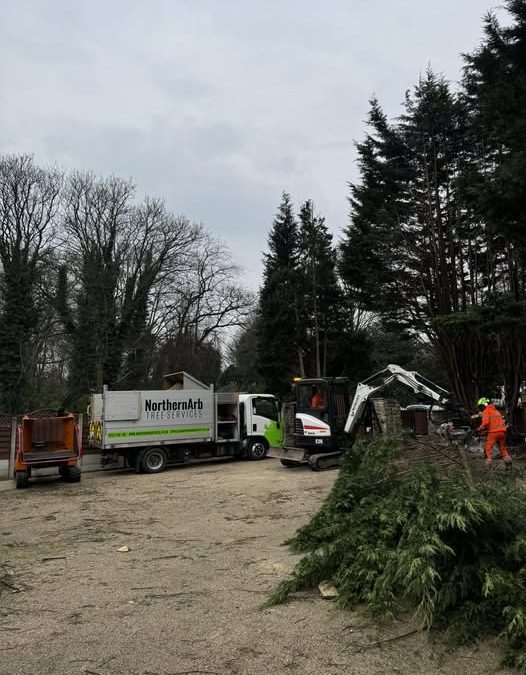 Accrington Tree Surgeon