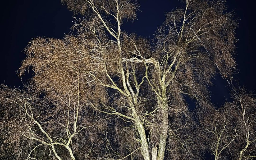 Emergency Tree Service North West