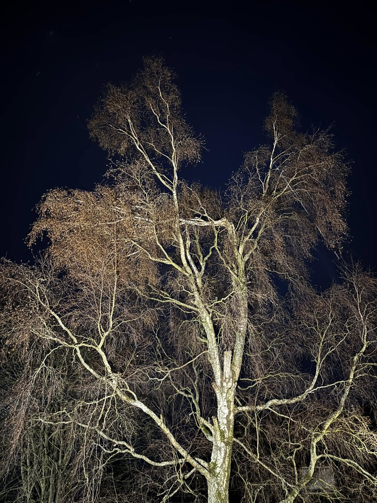 Tree Services North West