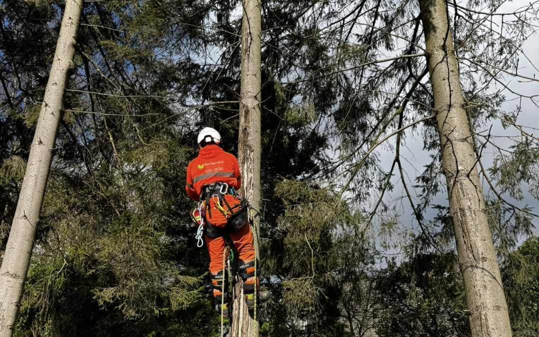 Tree Surgeons Lancashire