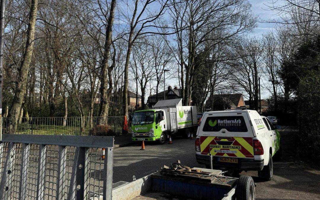 Chorley Tree Surgeon