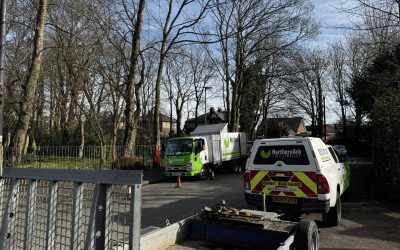Chorley Tree Surgeon
